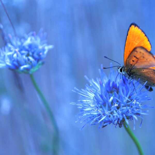 Schreibtischunterlage Orangener Schmetterling aus Vinyl