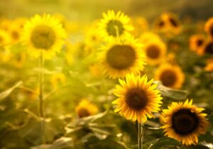 Schreibtischunterlage groß Sonnenblumenfeld aus Vinyl
