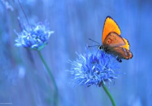 Schreibtischunterlage - Orangener Schmetterling - aus Vinyl