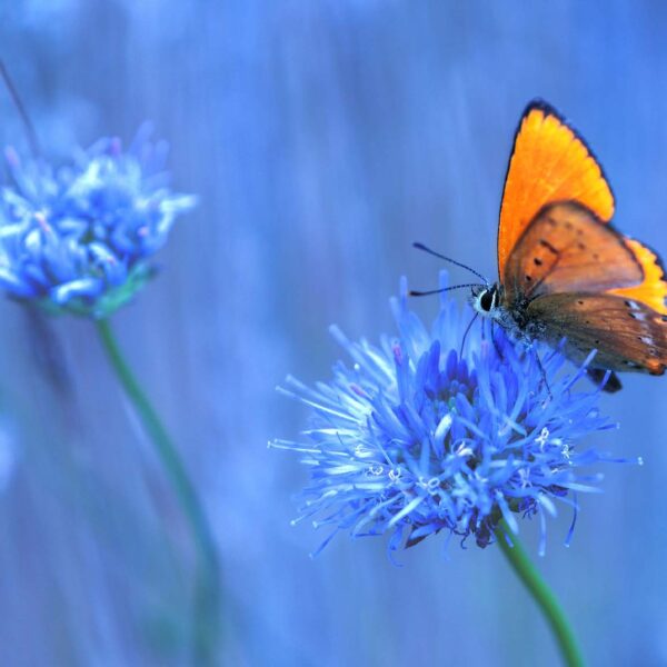 Schreibtischunterlage - Orangener Schmetterling - aus Vinyl