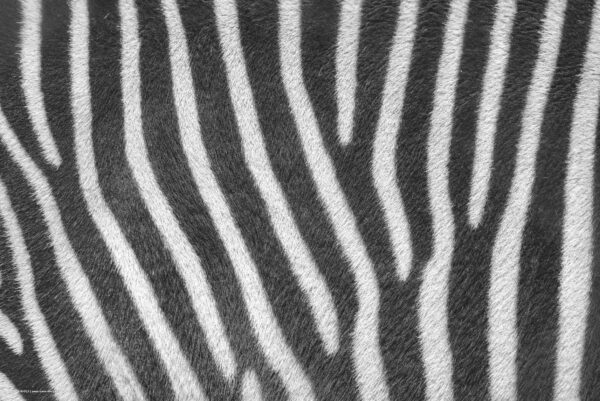 Schreibtischunterlage - Zebra Muster - aus Vinyl