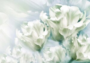 Romantische weiße Tulpen