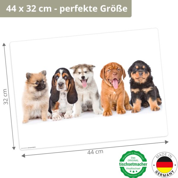 5 süße Hundewelpen